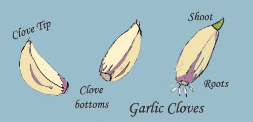 Garlic cloves showing tip and bottom by Susan Fluegel at Grey Duck Garlic